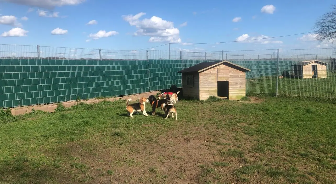 Bild zeigt eingezäunten Hundeauslauf im Sommer