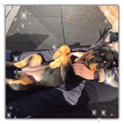 Bild zeigt einen süßen Rottweiler Welpen, der sich das Bäuchlein kraulen lässt