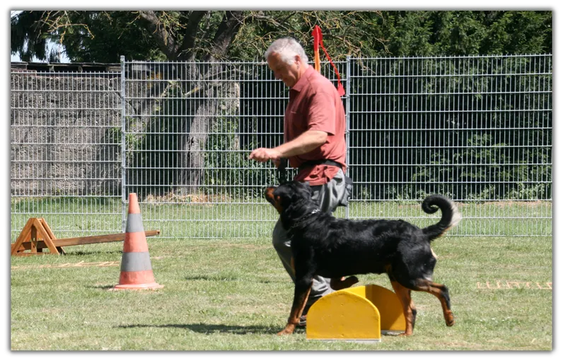 Hundetraining 1