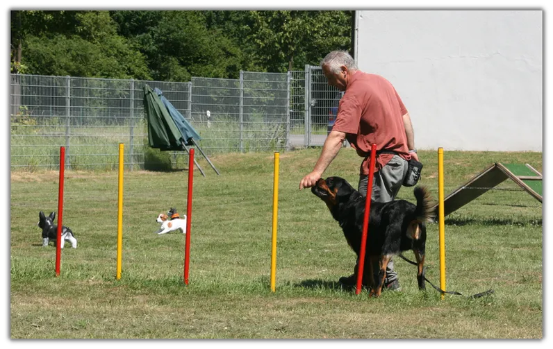 Hundetraining 2