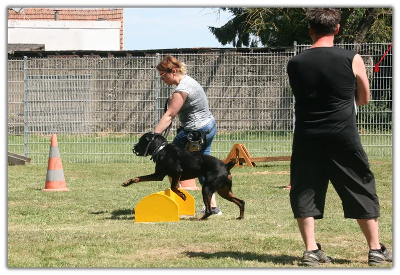 Hundetraining 4