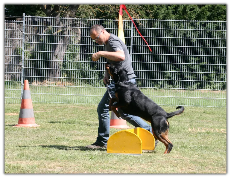 Hundetraining 4